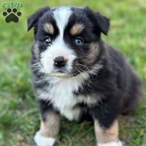 Daisy, Miniature Australian Shepherd Puppy